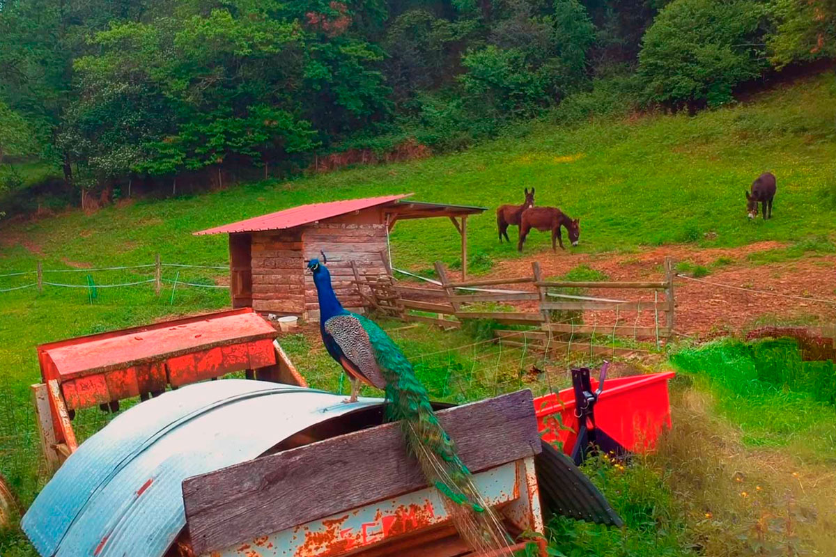 La ferme Bigourd'âne au pied du plateau de Lannemezan