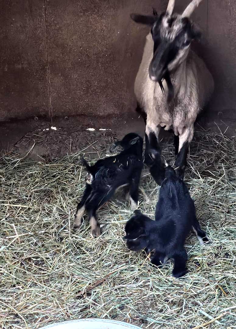 Naissance chevraux